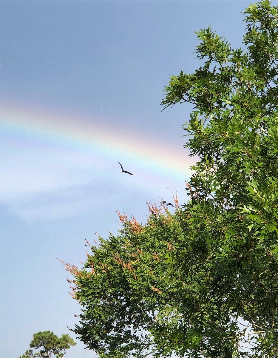 Mississippi Kite - ML466729241