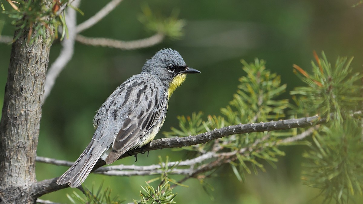 Kirtland's Warbler - Chris Chappell