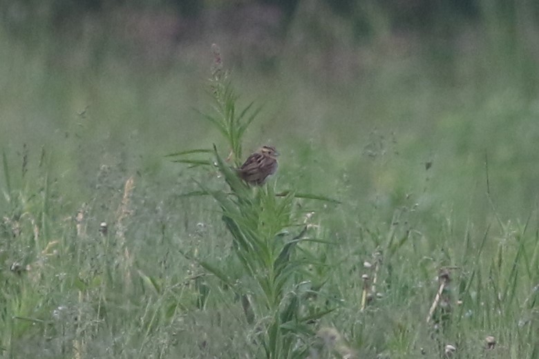 LeConte's Sparrow - Benjamin Pap