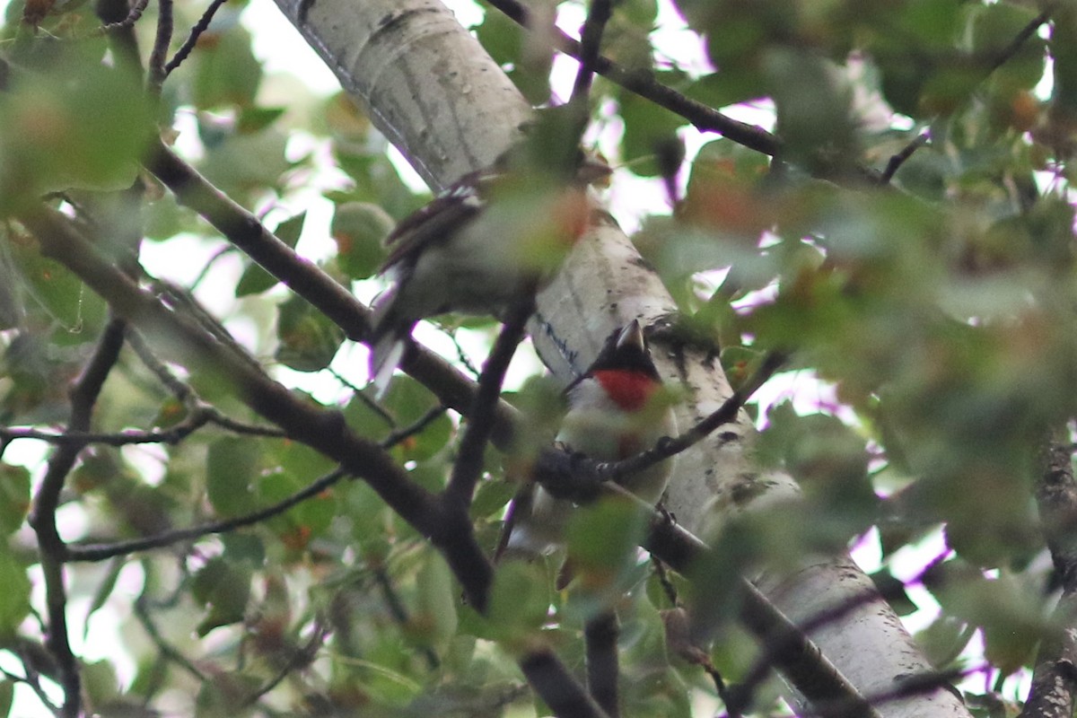 Rose-breasted Grosbeak - ML466730241