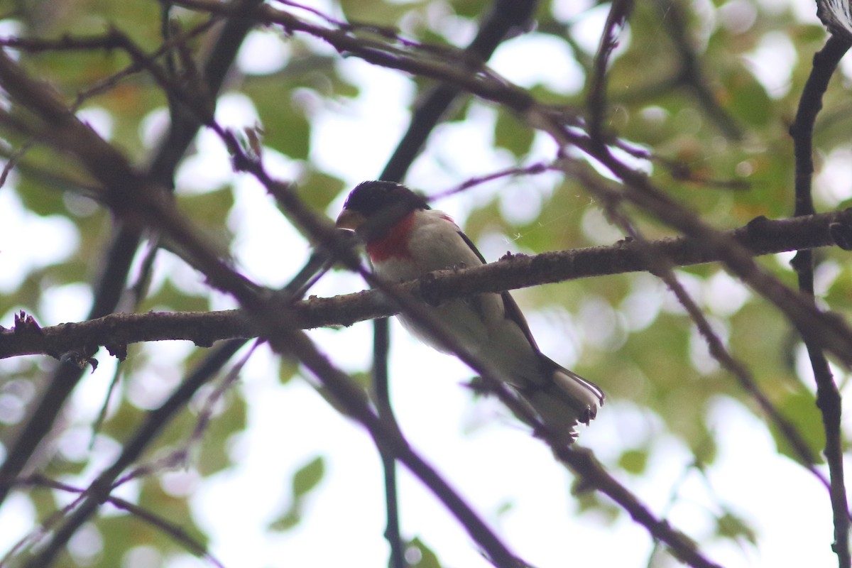 Rose-breasted Grosbeak - ML466730271