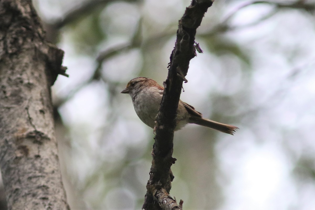 White-throated Sparrow - ML466730291