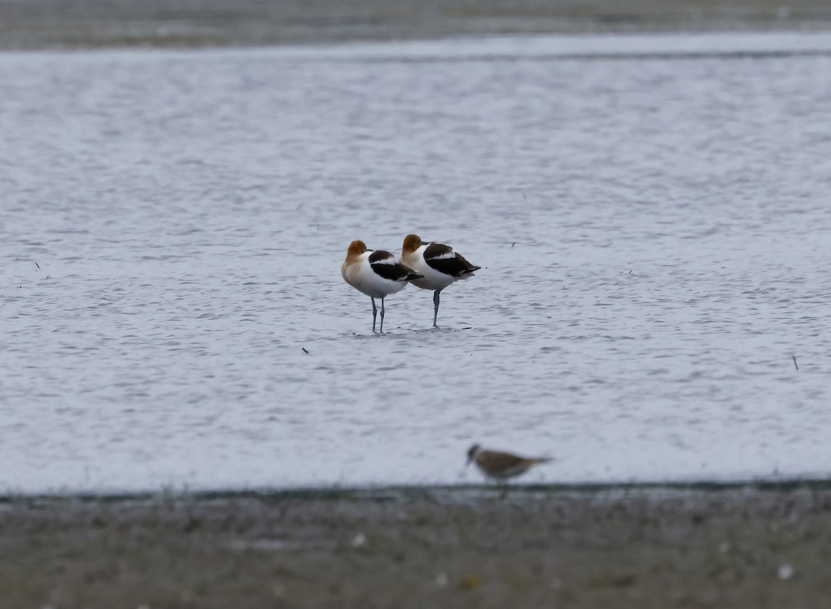 Avocette d'Amérique - ML466730661