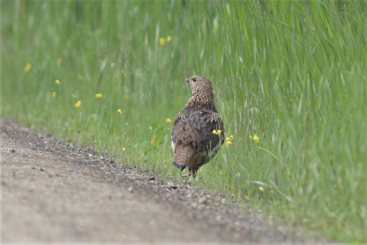 Ruffed Grouse - Benjamin Pap