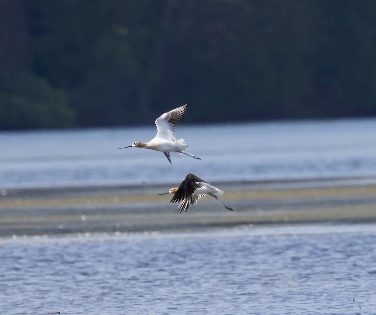 Avocette d'Amérique - ML466732181