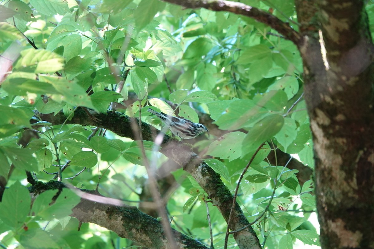 Black-and-white Warbler - ML466734641