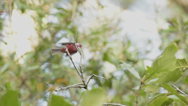 Pink-headed Warbler - ML466734741