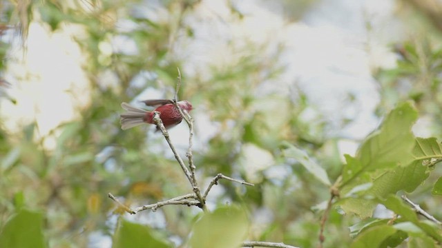 Paruline à tête rose - ML466734741