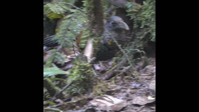 Banded Ground-Cuckoo - ML466735561