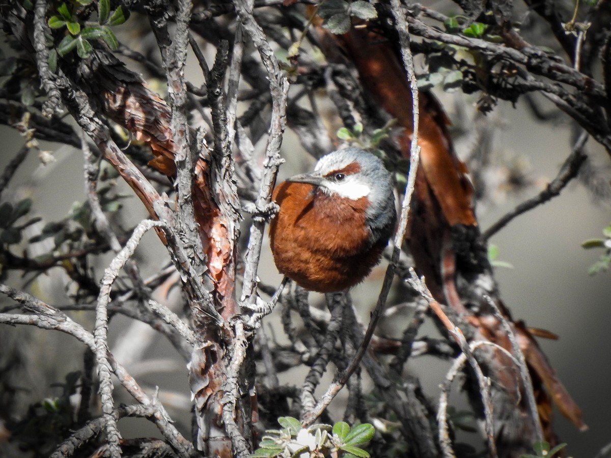 Giant Conebill - ML466735831