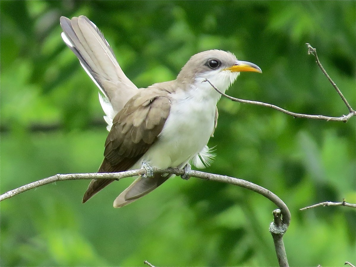 Yellow-billed Cuckoo - ML46673641