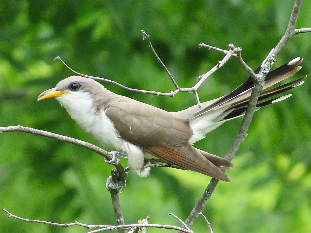 Yellow-billed Cuckoo - ML46673651