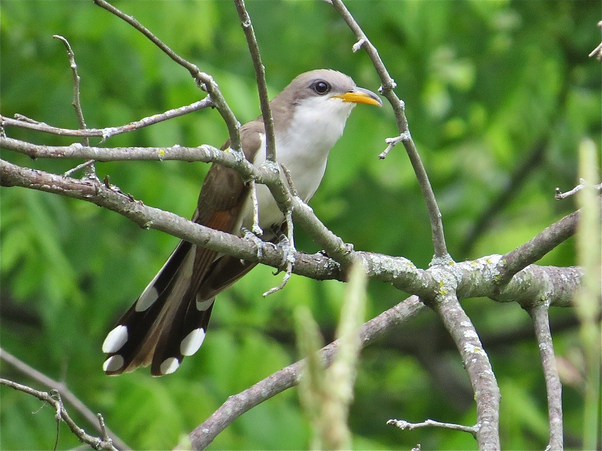 Yellow-billed Cuckoo - ML46673671