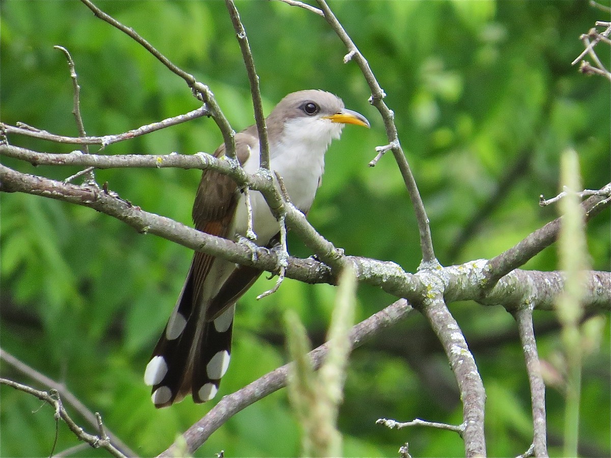 Yellow-billed Cuckoo - ML46673681