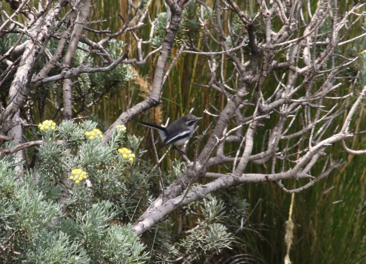 Fairy Flycatcher - ML46673711