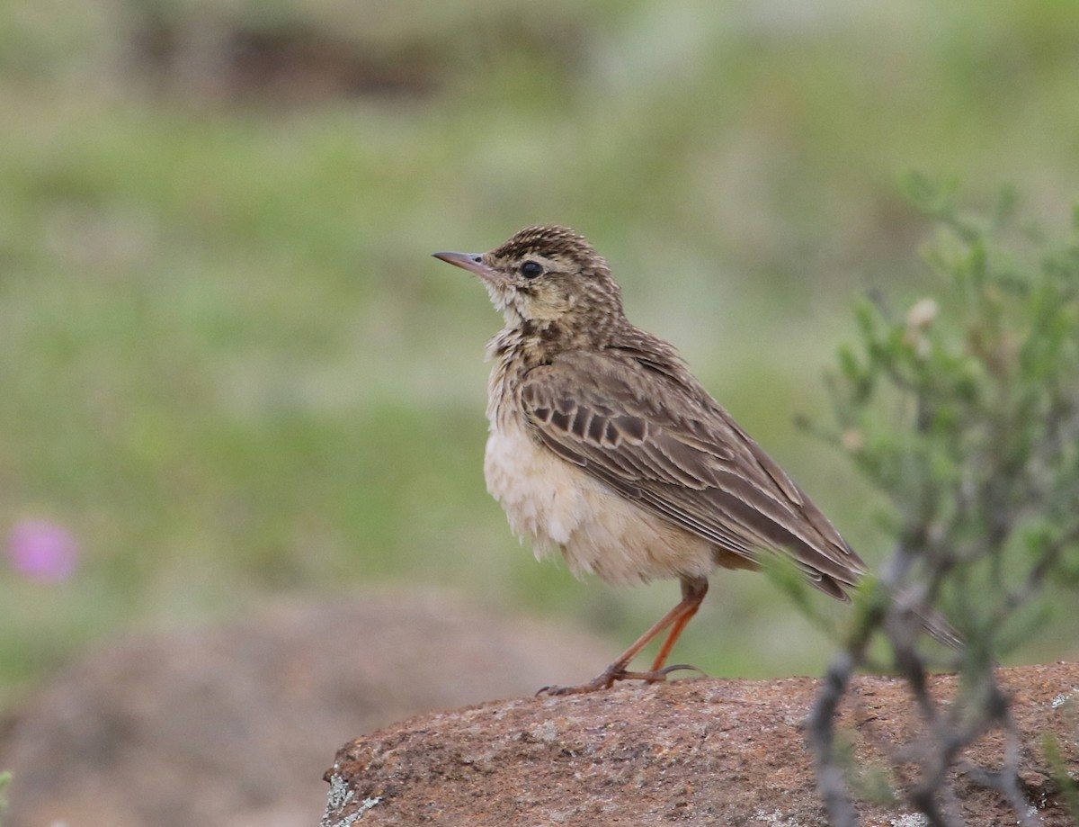 Mountain Pipit - Gil Ewing