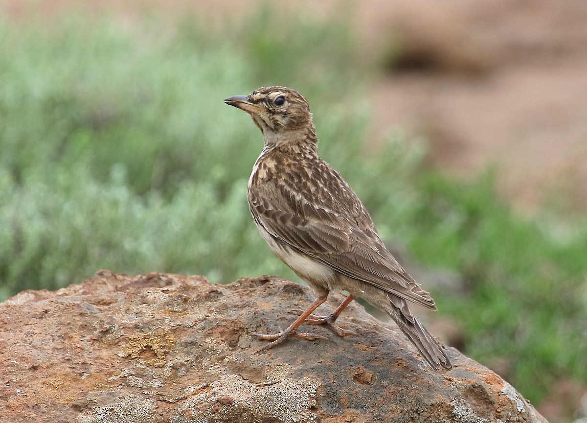 Large-billed Lark - ML46673891