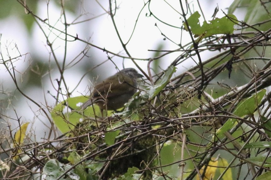 Black-striped Sparrow - ML466739631