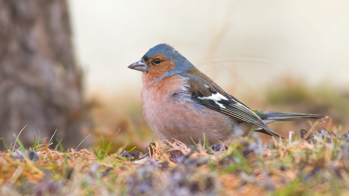 Common Chaffinch - Kuzey Cem Kulaçoğlu