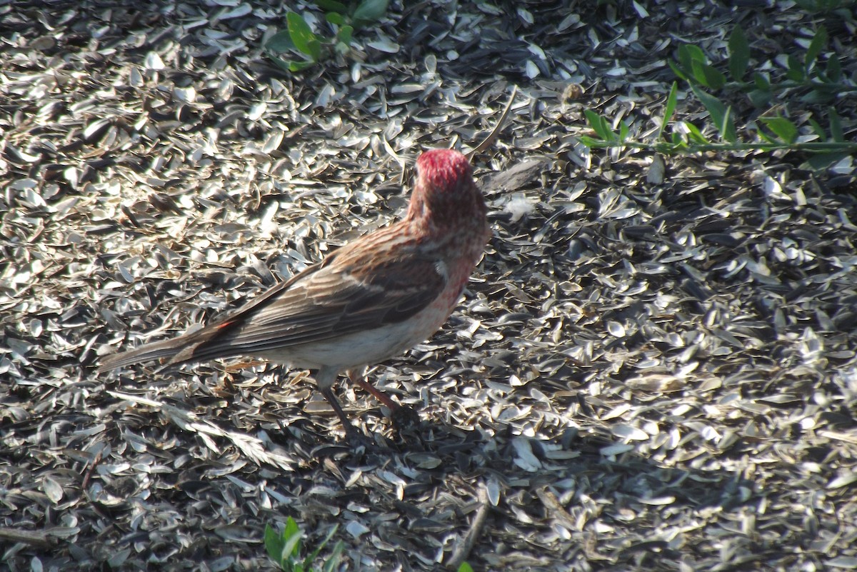 Cassin's Finch - ML466740551