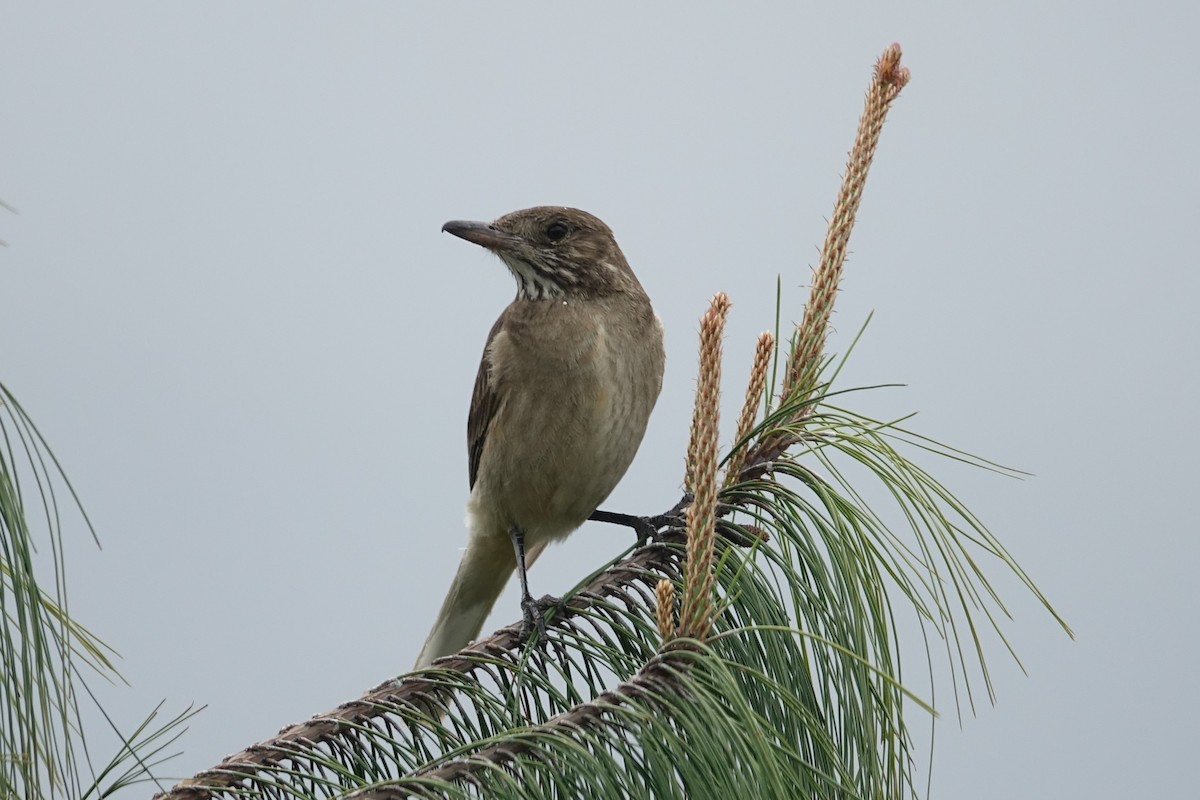 White-tailed Shrike-Tyrant - ML466742791