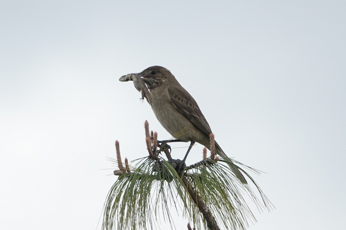 White-tailed Shrike-Tyrant - Daniel Pacheco Osorio