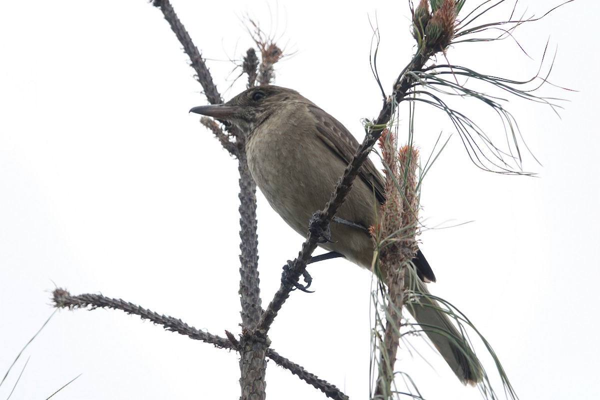 White-tailed Shrike-Tyrant - Daniel Pacheco Osorio