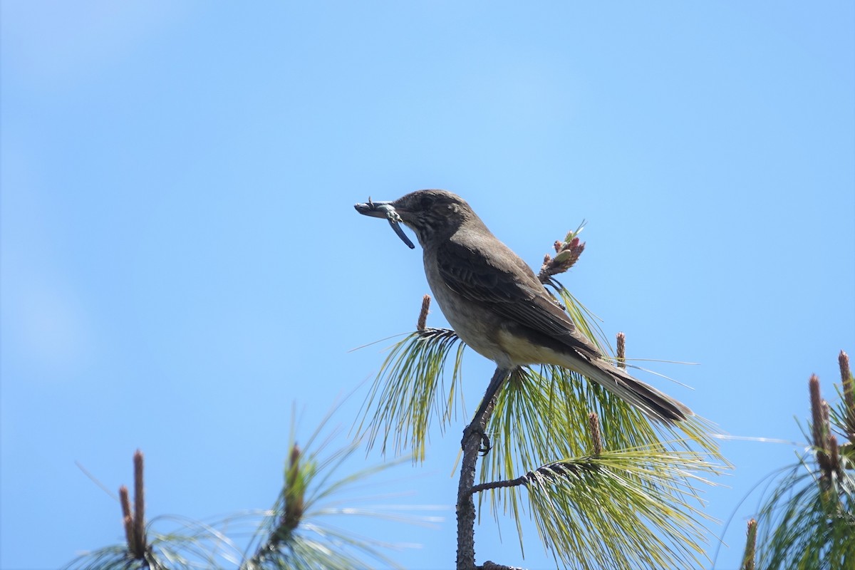 White-tailed Shrike-Tyrant - ML466742941