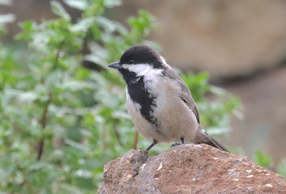 Gray Tit - Gil Ewing