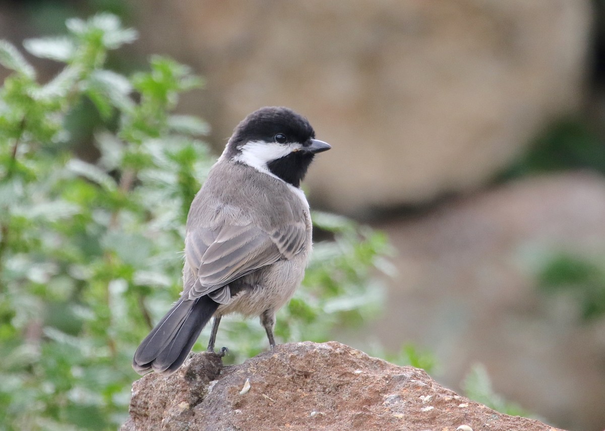Gray Tit - Gil Ewing