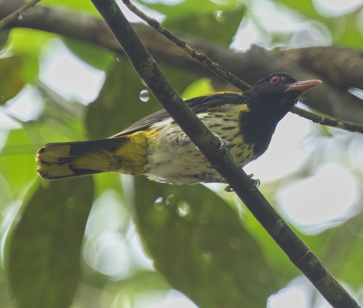 Dark-throated Oriole - ML466744631