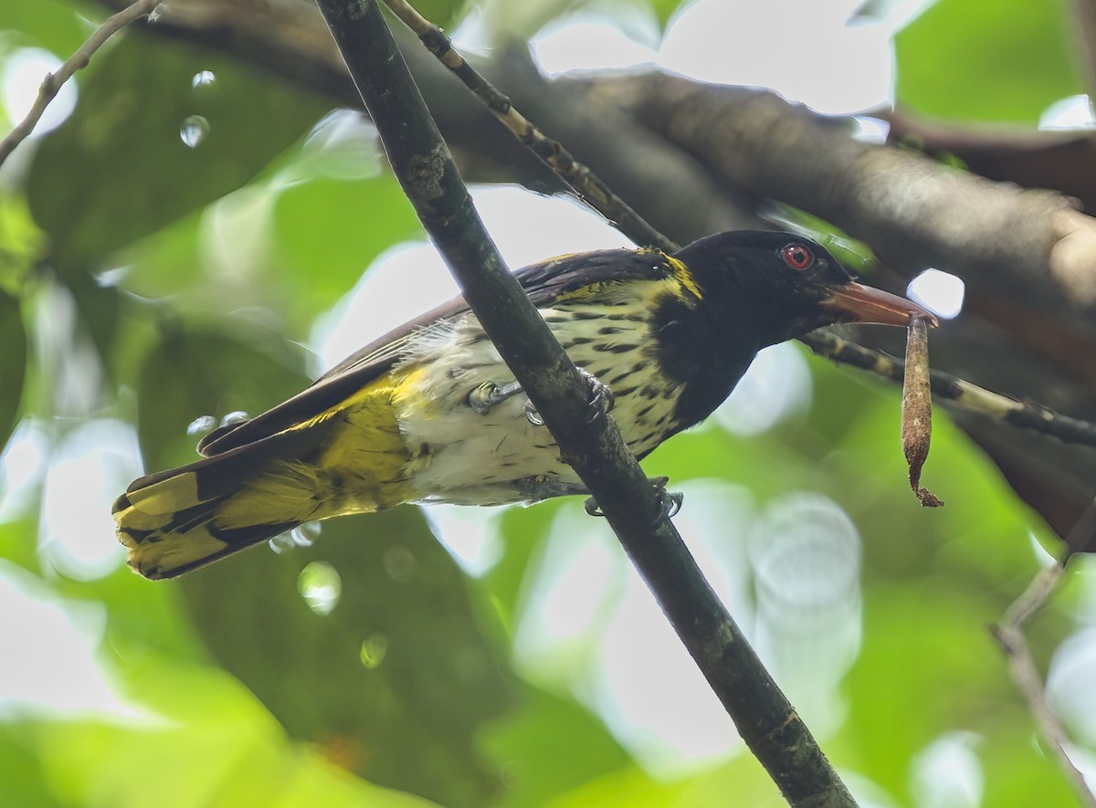 Dark-throated Oriole - ML466744641