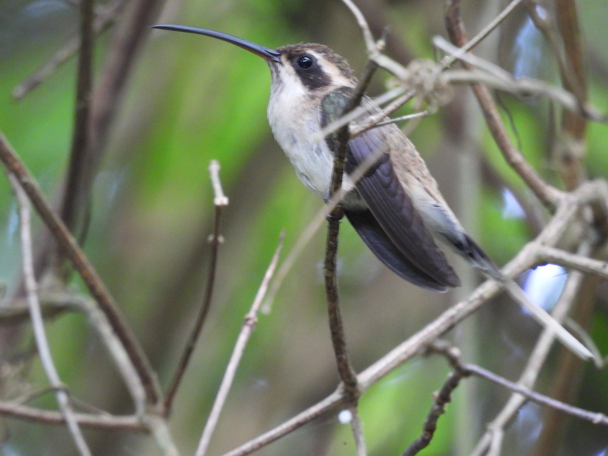 Pale-bellied Hermit - Jorge Alcalá