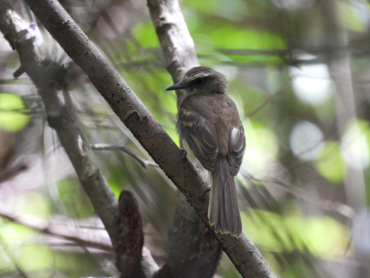 Fuscous Flycatcher - ML466748371