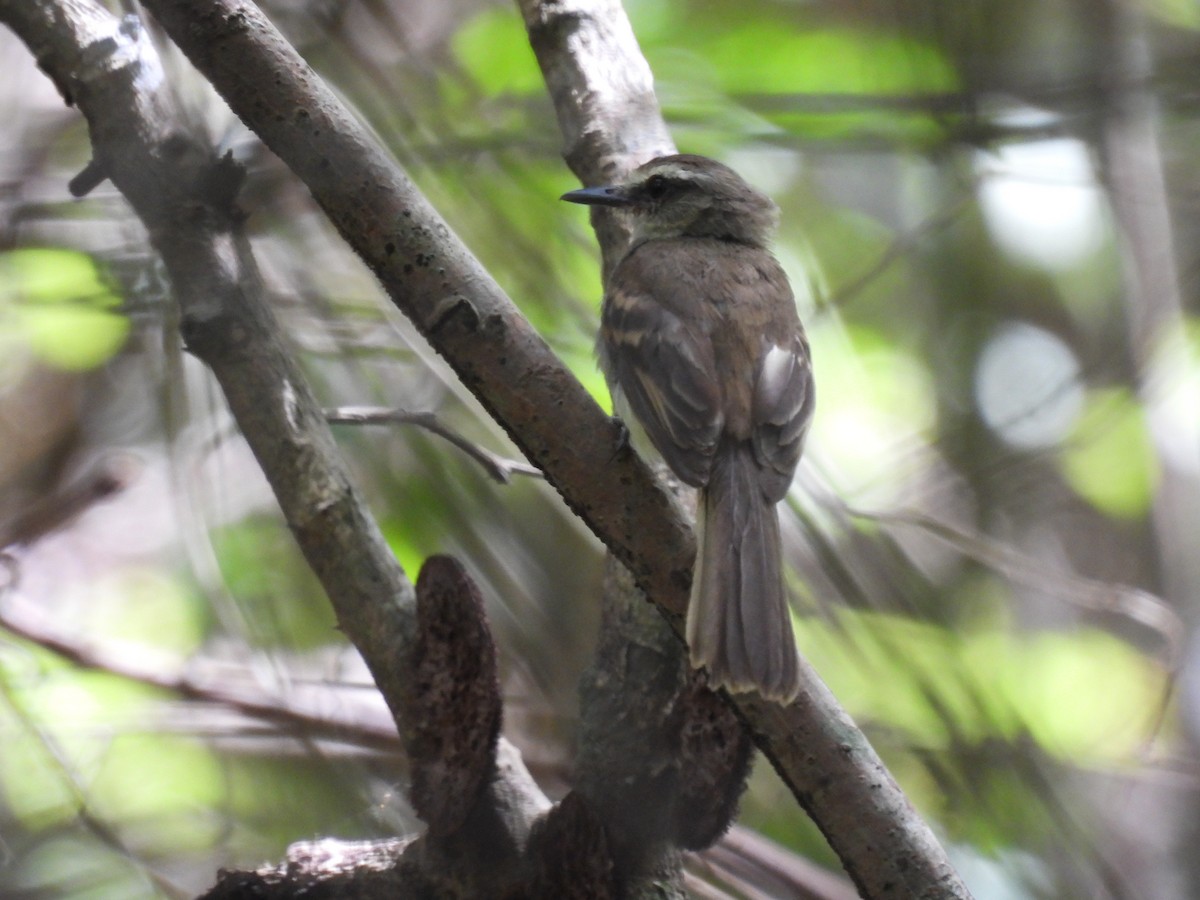 Fuscous Flycatcher - ML466748391