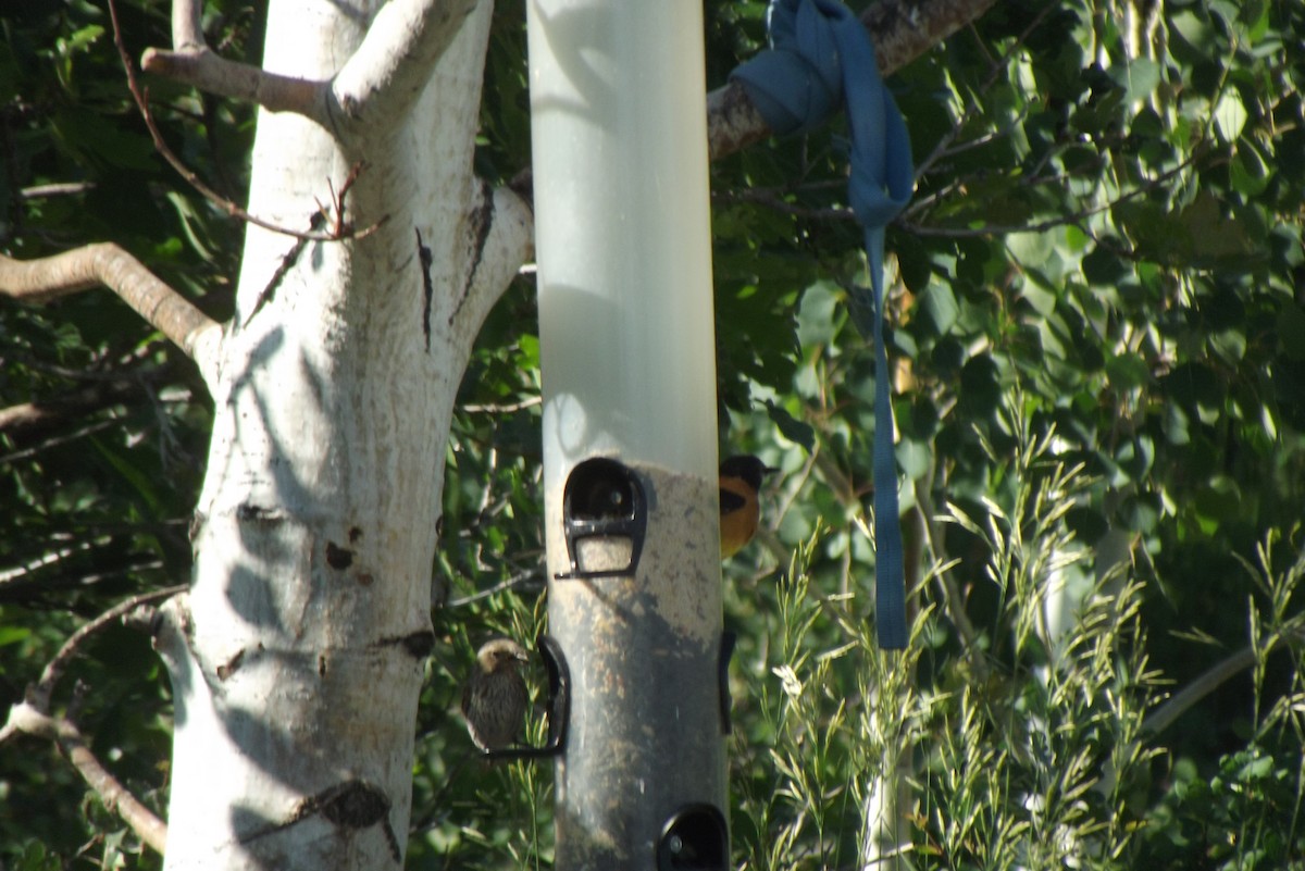 Black-headed Grosbeak - Ron Lambeth