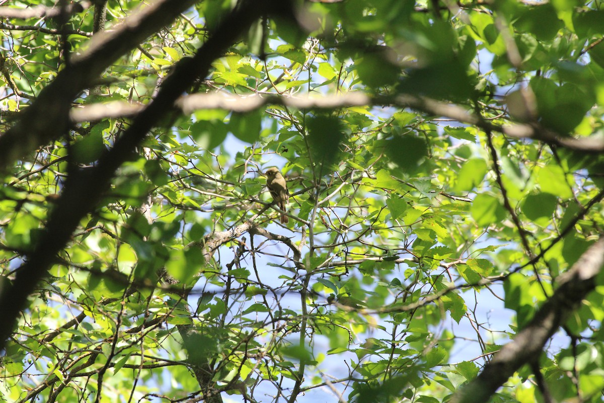 Western Flycatcher (Cordilleran) - ML466748841
