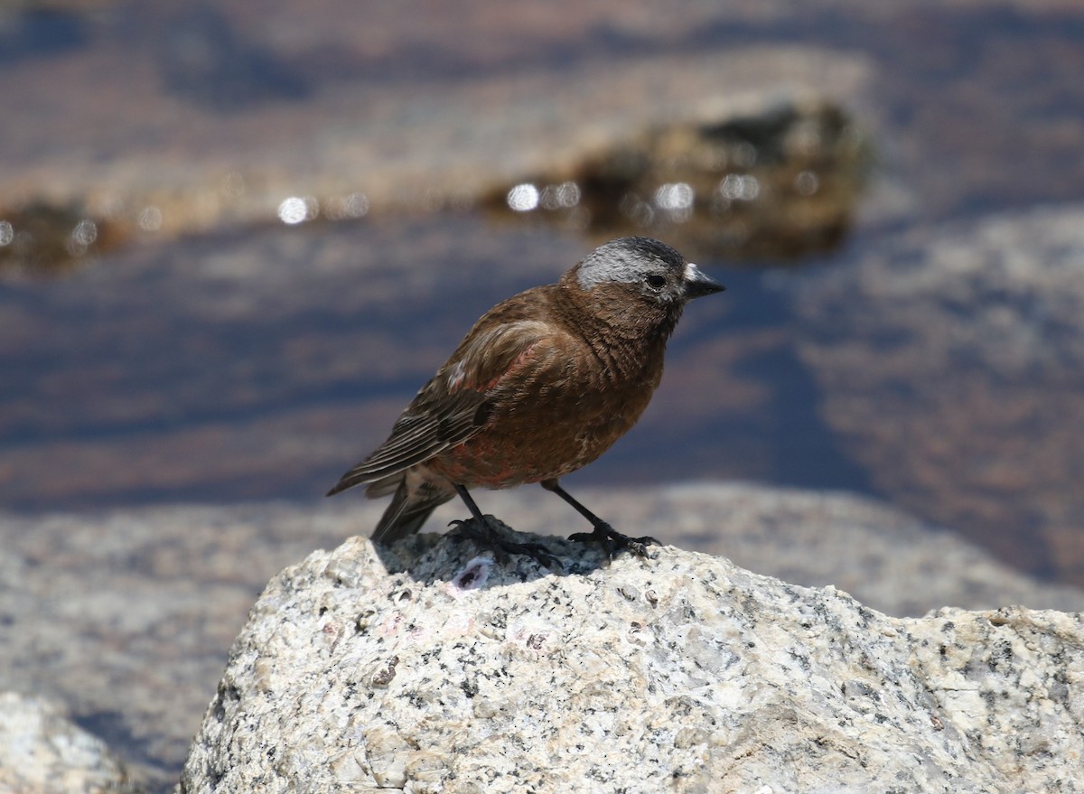 Gray-crowned Rosy-Finch - Paul Galvin