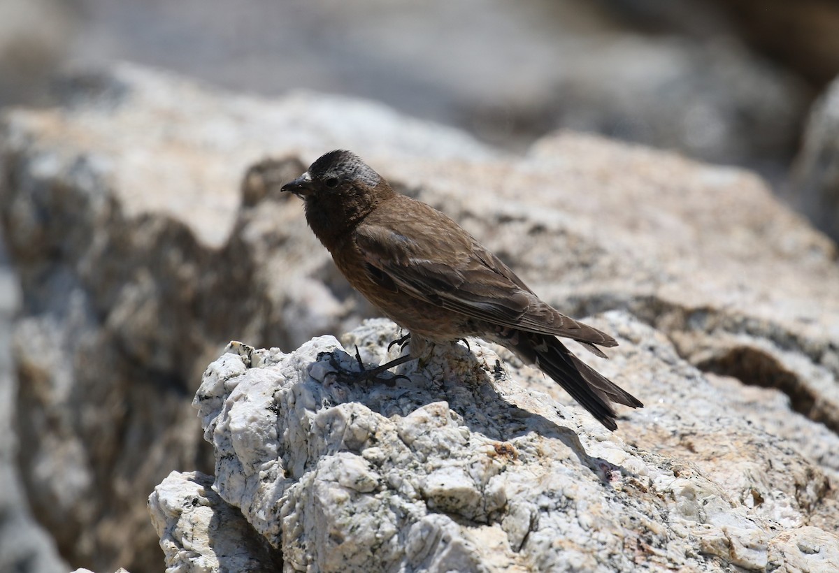 Gray-crowned Rosy-Finch - ML466751041