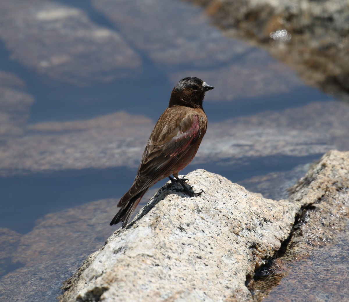 Gray-crowned Rosy-Finch - ML466751051