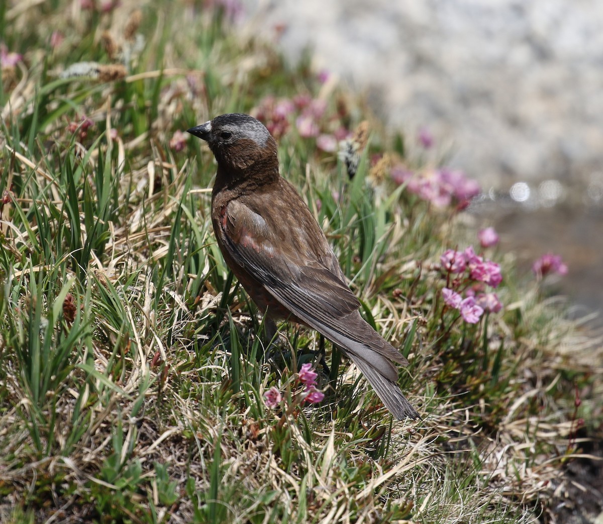 Gray-crowned Rosy-Finch - ML466751061