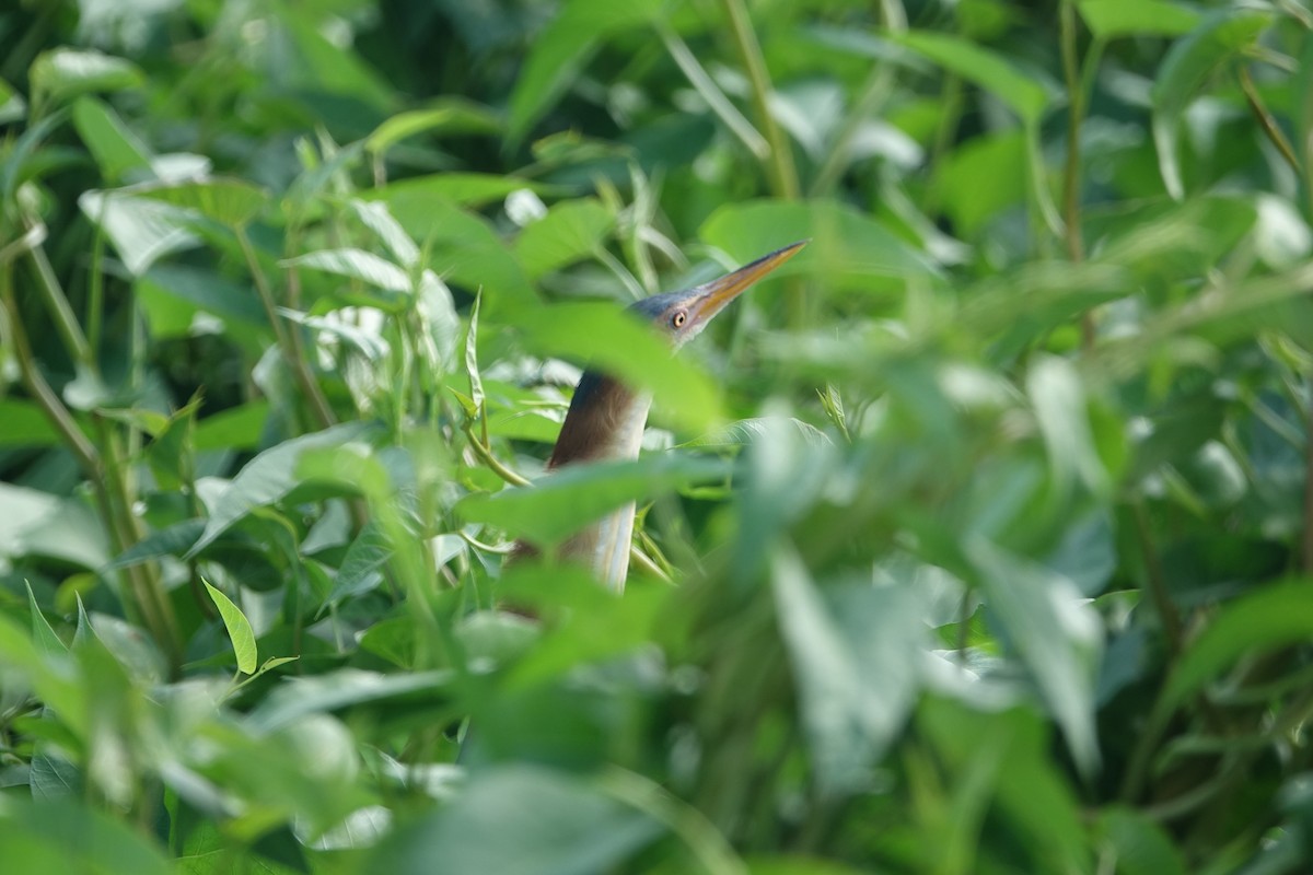 Least Bittern - Daniel Pacheco Osorio