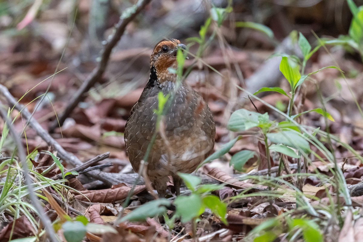 Singing Quail - ML466753441