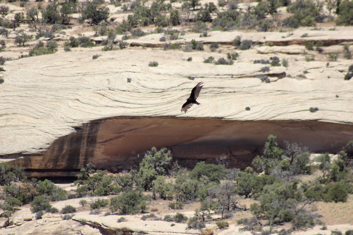 Turkey Vulture - ML466753841