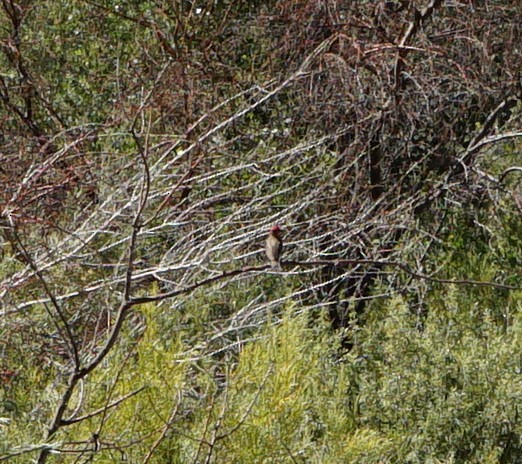 Cassin's Finch - ML466754591