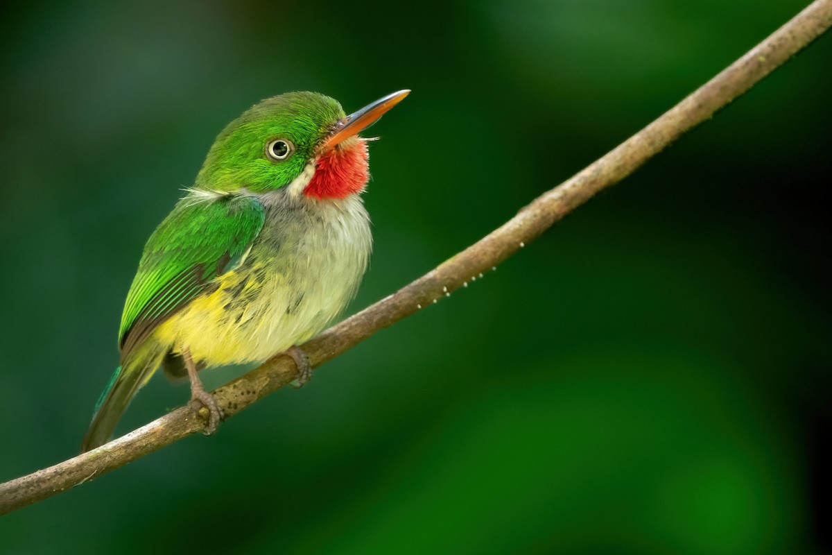 Puerto Rican Tody - Phil Chaon