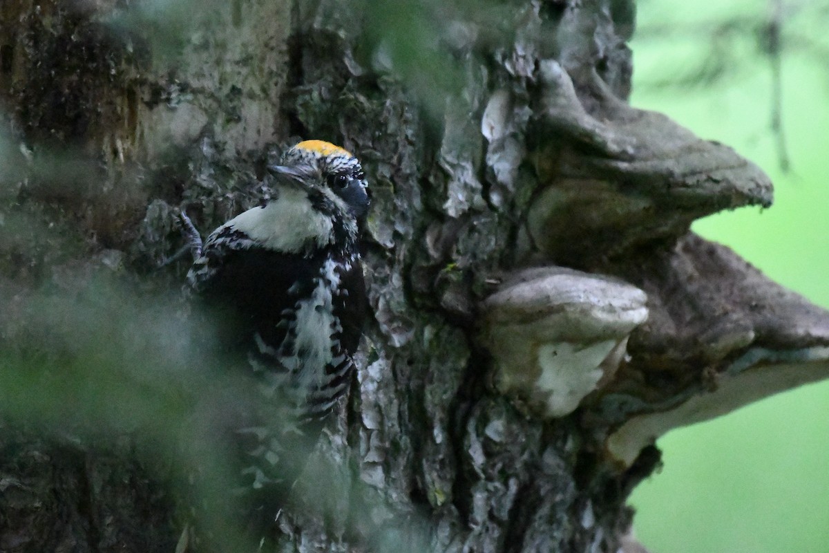 American Three-toed Woodpecker - ML466755141