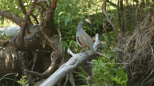 Mountain Quail - ML466756641