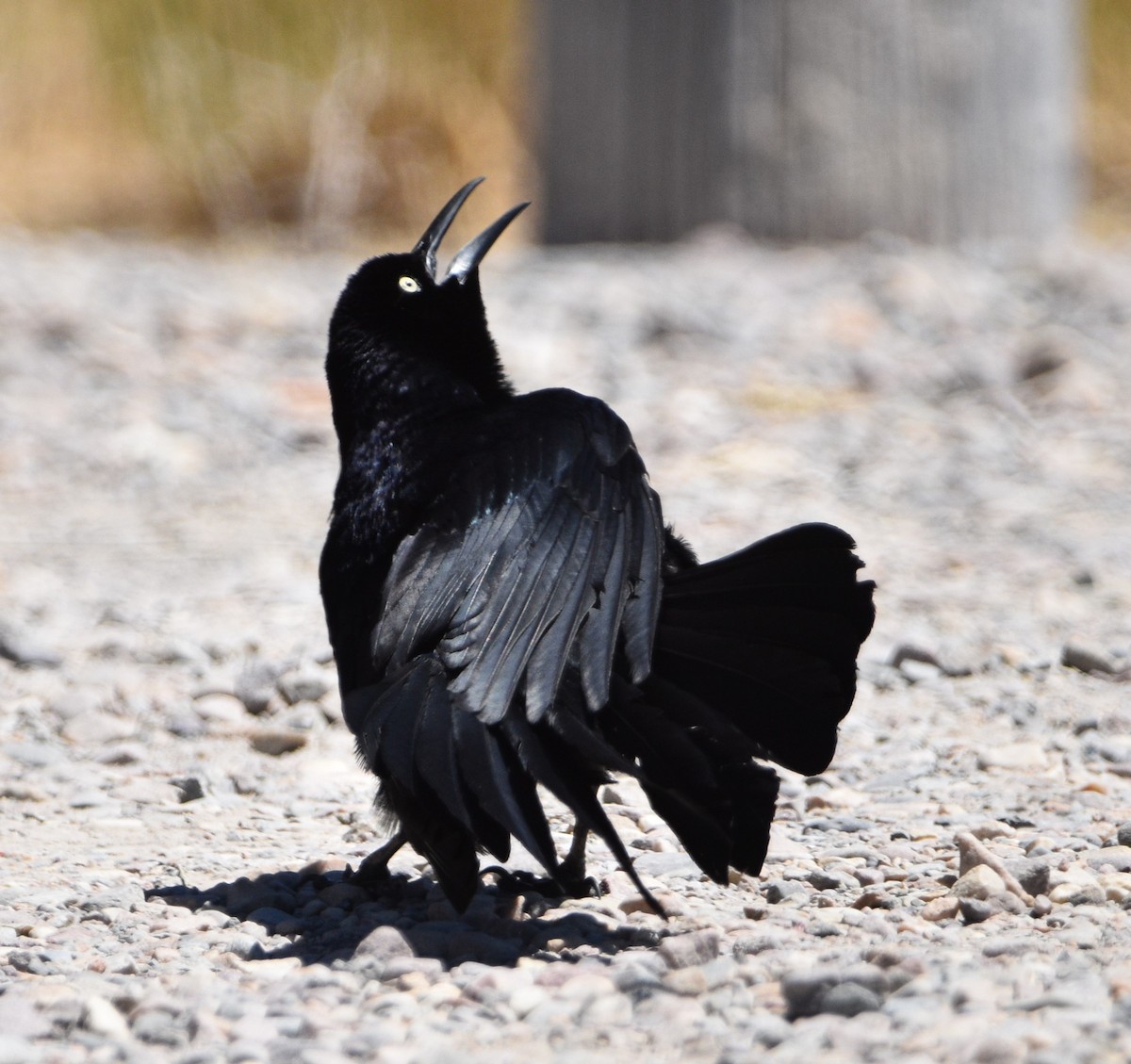 Great-tailed Grackle - ML466758141