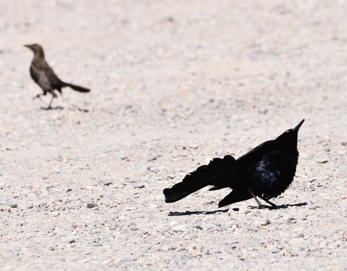 Great-tailed Grackle - Peter Olsoy